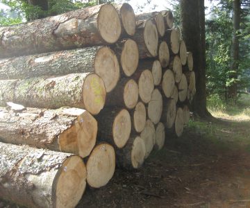 Heimische Holzarten